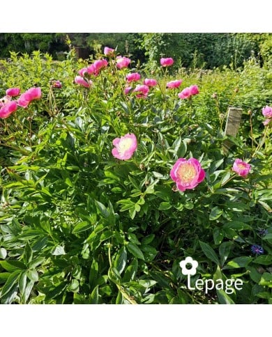 Pivoine 'Bowl of Beauty'