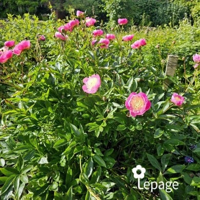 Pivoine 'Bowl of Beauty'