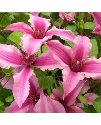 Clématite SAPHYRA® Duo Rose 'Cleminov29'