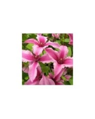 Clématite SAPHYRA® Duo Rose 'Cleminov29'
