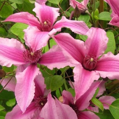 Clématite SAPHYRA® Duo Rose 'Cleminov29'