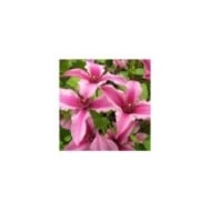Clématite SAPHYRA® Duo Rose 'Cleminov29'