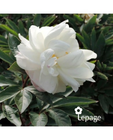 Pivoine 'Gardenia'