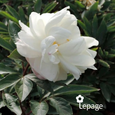 Pivoine 'Gardenia'