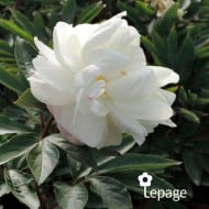 Pivoine 'Gardenia'