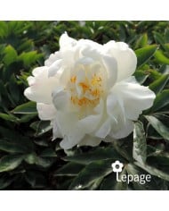 Pivoine 'Gardenia'