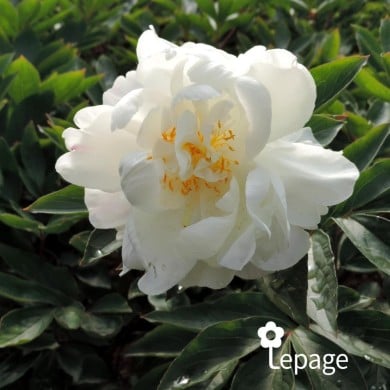 Pivoine 'Gardenia'