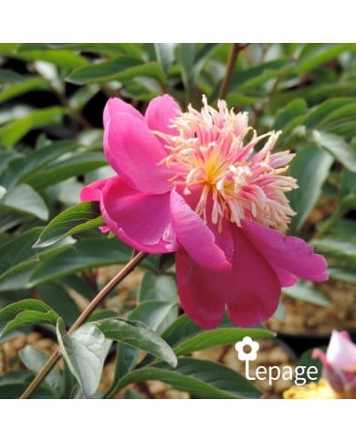 Pivoine 'Kino-Kimo'