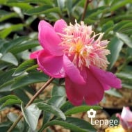 Pivoine 'Kino-Kimo'