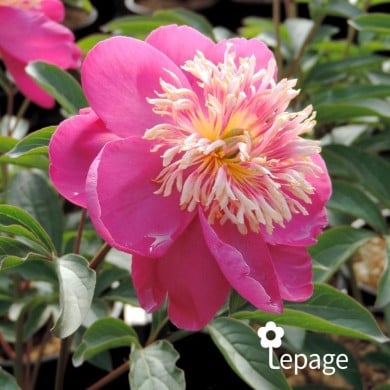 Pivoine 'Kino-Kimo'