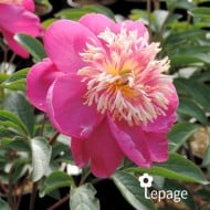 Pivoine 'Kino-Kimo'