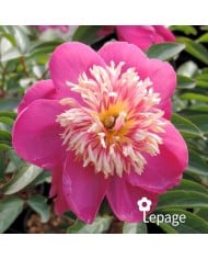 Pivoine 'Kino-Kimo'