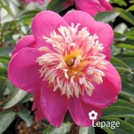 Pivoine 'Kino-Kimo'