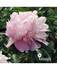Pivoine 'Lady Anna'