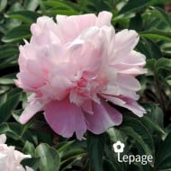 Pivoine 'Lady Anna'