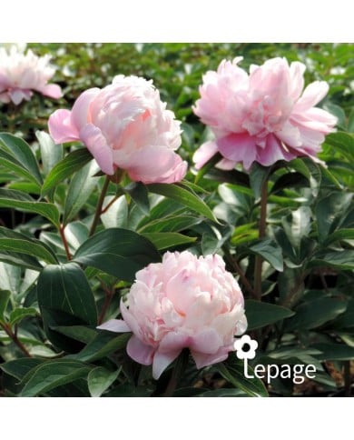 Pivoine 'Lady Anna'