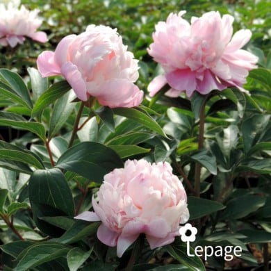 Pivoine 'Lady Anna'