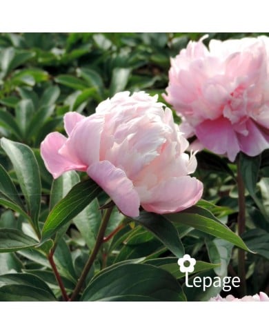 Pivoine 'Lady Anna'