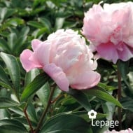 Pivoine 'Lady Anna'