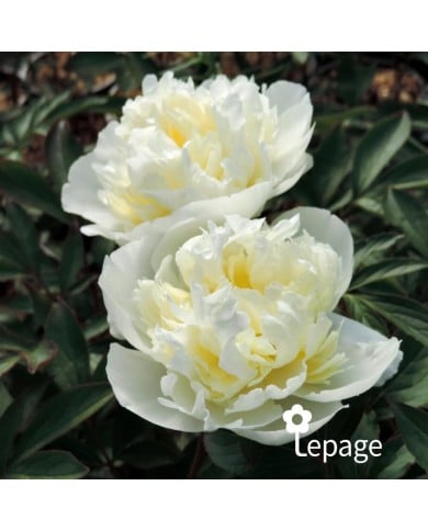 Pivoine 'Laura Dessert'