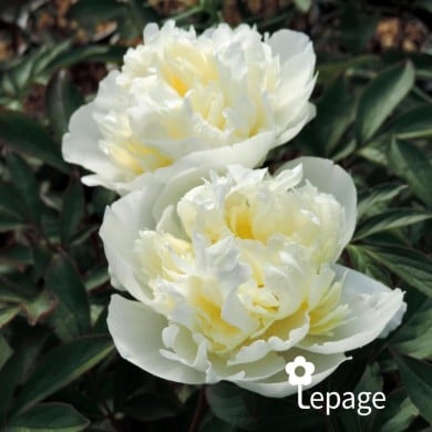 Pivoine 'Laura Dessert'