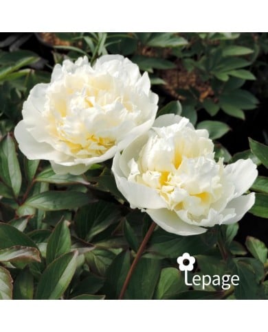 Pivoine 'Laura Dessert'