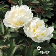 Pivoine 'Laura Dessert'