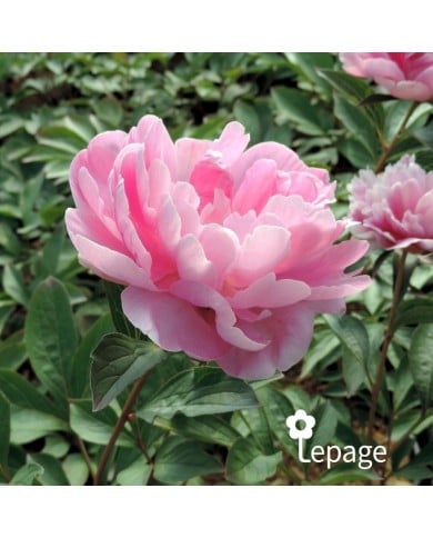 Pivoine 'Mariette Vallée’
