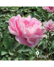 Pivoine 'Mariette Vallée’