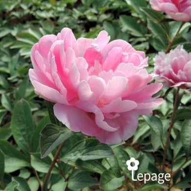 Pivoine 'Mariette Vallée’