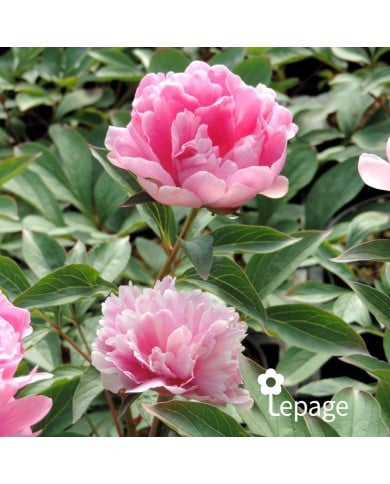Pivoine 'Mariette Vallée’