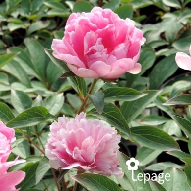 Pivoine 'Mariette Vallée’