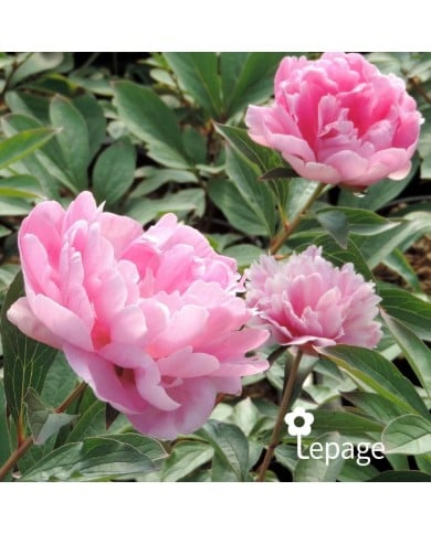 Pivoine 'Mariette Vallée’
