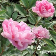 Pivoine 'Mariette Vallée’