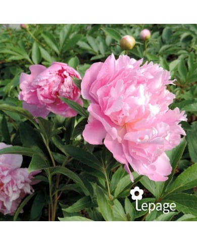 Pivoine 'Monsieur Jules Elie'