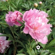 Pivoine 'Monsieur Jules Elie'