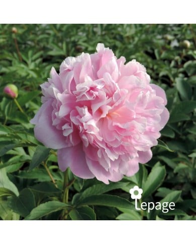 Pivoine 'Monsieur Jules Elie'