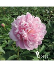 Pivoine 'Monsieur Jules Elie'