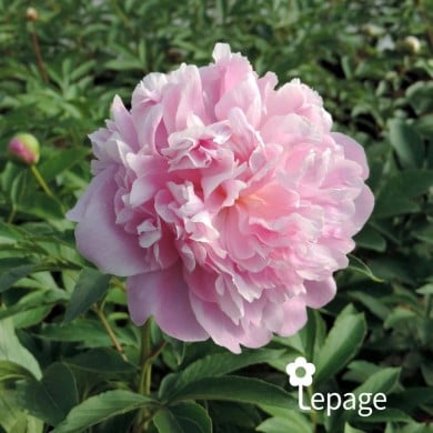 Pivoine 'Monsieur Jules Elie'