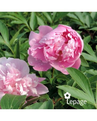Pivoine 'Monsieur Jules Elie'