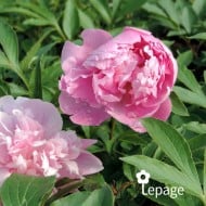 Pivoine 'Monsieur Jules Elie'