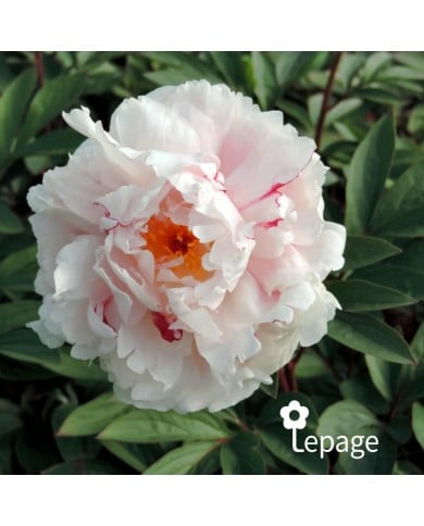 Pivoine 'Reine Hortense'
