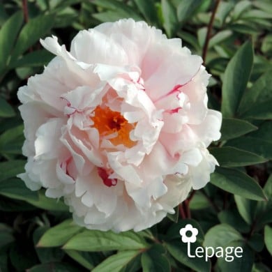 Pivoine 'Reine Hortense'