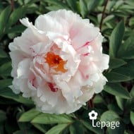 Pivoine 'Reine Hortense'