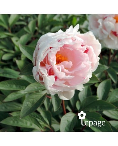Pivoine 'Reine Hortense'