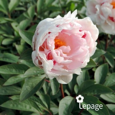 Pivoine 'Reine Hortense'