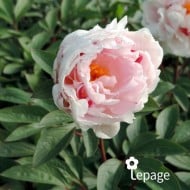 Pivoine 'Reine Hortense'