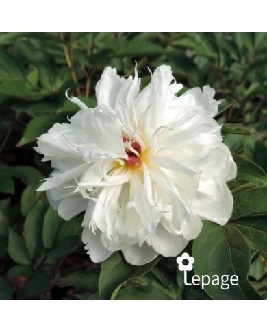 Pivoine 'Shirley Temple'