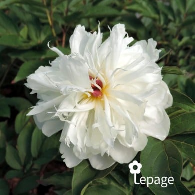 Pivoine 'Shirley Temple'