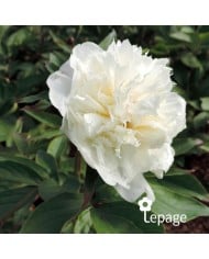 Pivoine 'Shirley Temple'